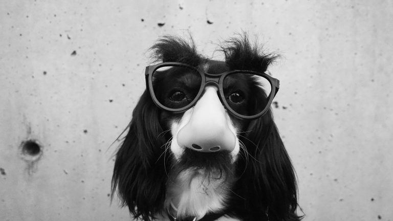 Black and white photo of a long-haired dog wearing a funny disguise with glasses, a fake nose, and a mustache.